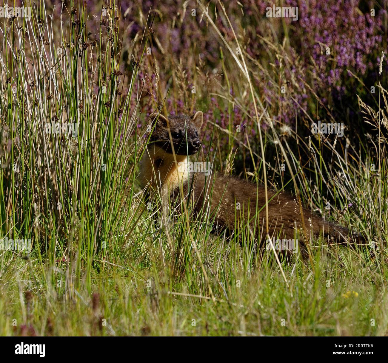 Kiefernmarder („Martes martes“) wachsen zwischen Vegetation und Baumstämmen nicht. Stockfoto