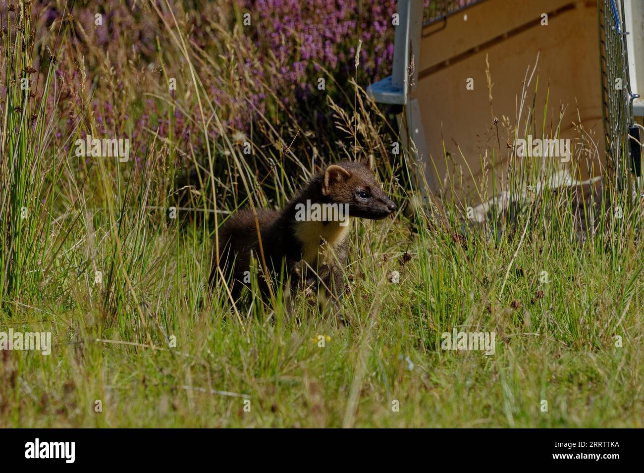 Kiefernmarder („Martes martes“) wachsen zwischen Vegetation und Baumstämmen nicht. Stockfoto