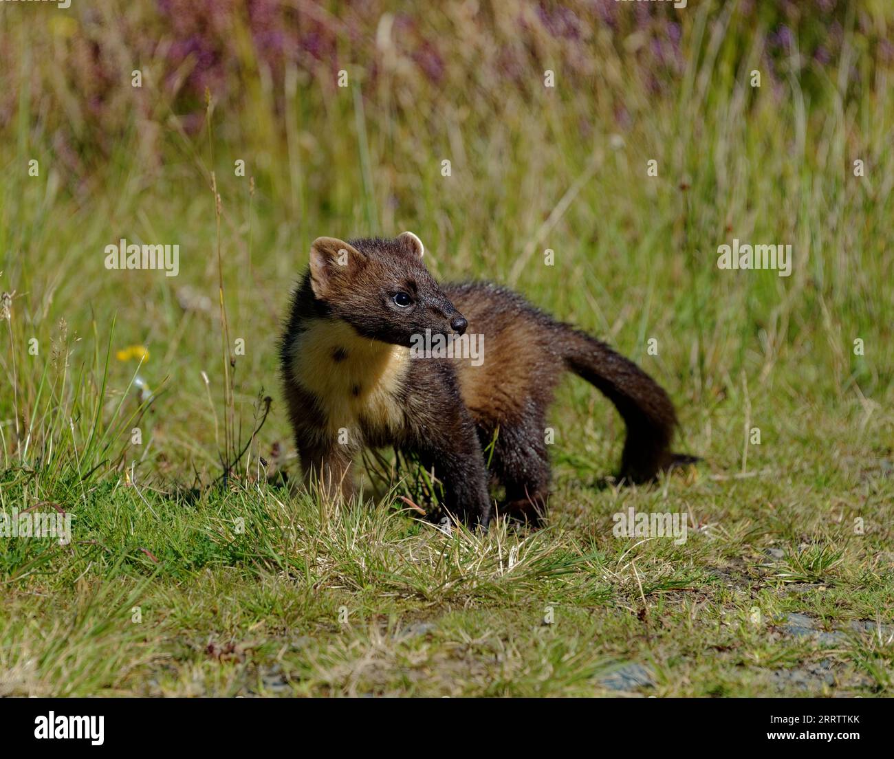Kiefernmarder („Martes martes“) wachsen zwischen Vegetation und Baumstämmen nicht. Stockfoto