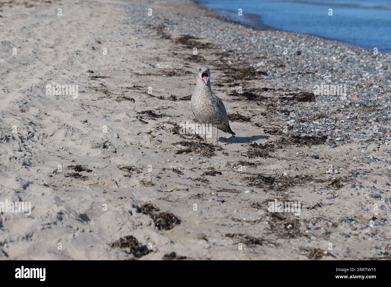 Gull am Strand von Prora auf der Insel Rügen Stockfoto