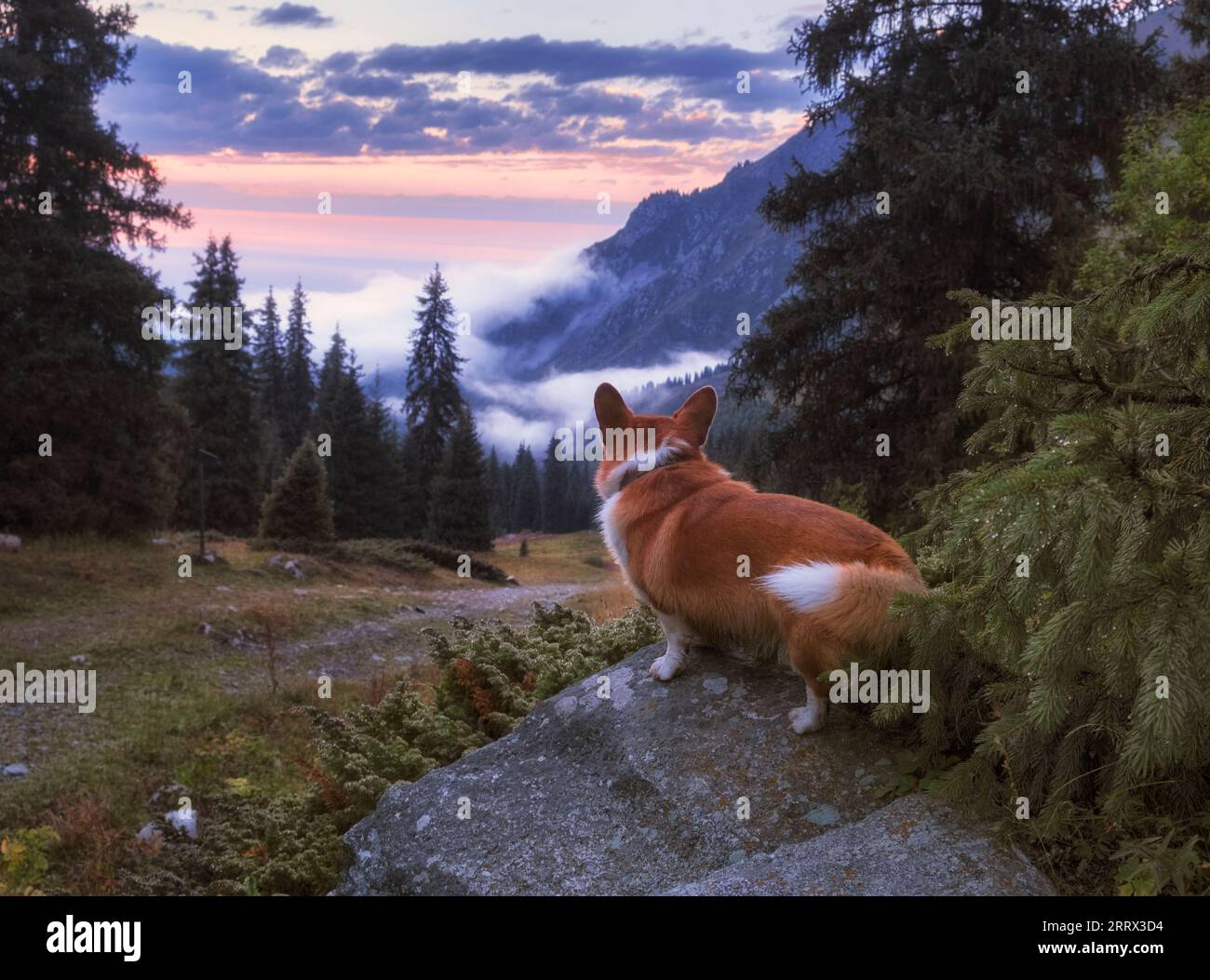 Der Hundetourist Corgi beobachtet einen wunderschönen Sonnenuntergang mit Nebel in den Bergen Stockfoto