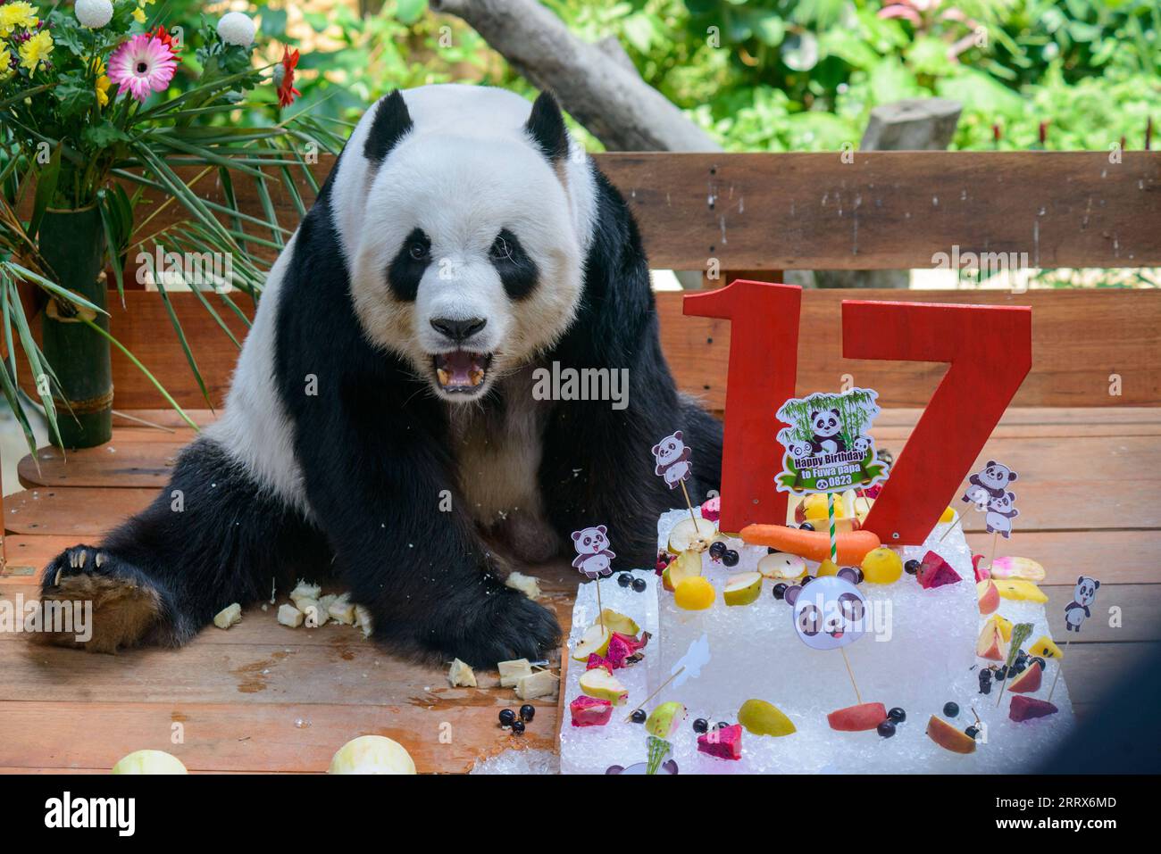 230823 -- KUALA LUMPUR, 23. August 2023 -- der Riesenpanda Xing Xing genießt Geburtstagsgeschenke im Giant Panda Conservation Center im Zoo Negara in der Nähe von Kuala Lumpur, Malaysia, 23. August 2023. Das Riesenpandapaar Xing Xing und Liang Liang spielen weiterhin ihre Rolle als Botschafter in Malaysia, als das Paar am Mittwoch 17 Jahre alt wurde. In einer Zeremonie wurden den riesigen Pandas, die seit ihrer Ankunft hier im Jahr 2014 eine herausragende Rolle bei der Förderung der engen und harmonischen Beziehung zwischen China und Malaysia gespielt haben, ein Eiskuchen sowie andere Leckereien zu ihrem besonderen Tag im Großen Panda präsentiert Stockfoto