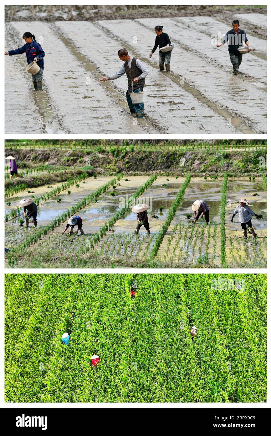 230830 -- CENGONG, 30. August 2023 -- dieses Kombinationsfoto von oben nach unten zeigt Dorfbewohner, die am 7. April 2023 Samen Pflanzen, am 29. Mai 2023 Reissämlinge umpflanzen und am 1. August Hybridreis manuell bestäuben, 2023 in Chen Liangdong, einer Hybridreissaatzuchtbasis im Dorf Xinchang im Dorf Qiandongnan Miao und in der autonomen Präfektur Dong, Provinz Guizhou im Südwesten Chinas. Im Herbst werden die Reisfelder goldfarben. Chen Liangdong hat ein professionelles Ernteteam aus der Provinz Henan eingeladen, um die hybriden Reissamen auf seiner Farm zu ernten. Als er die reichlich vorhandenen Reissamen betrachtete, war er überglücklich Stockfoto