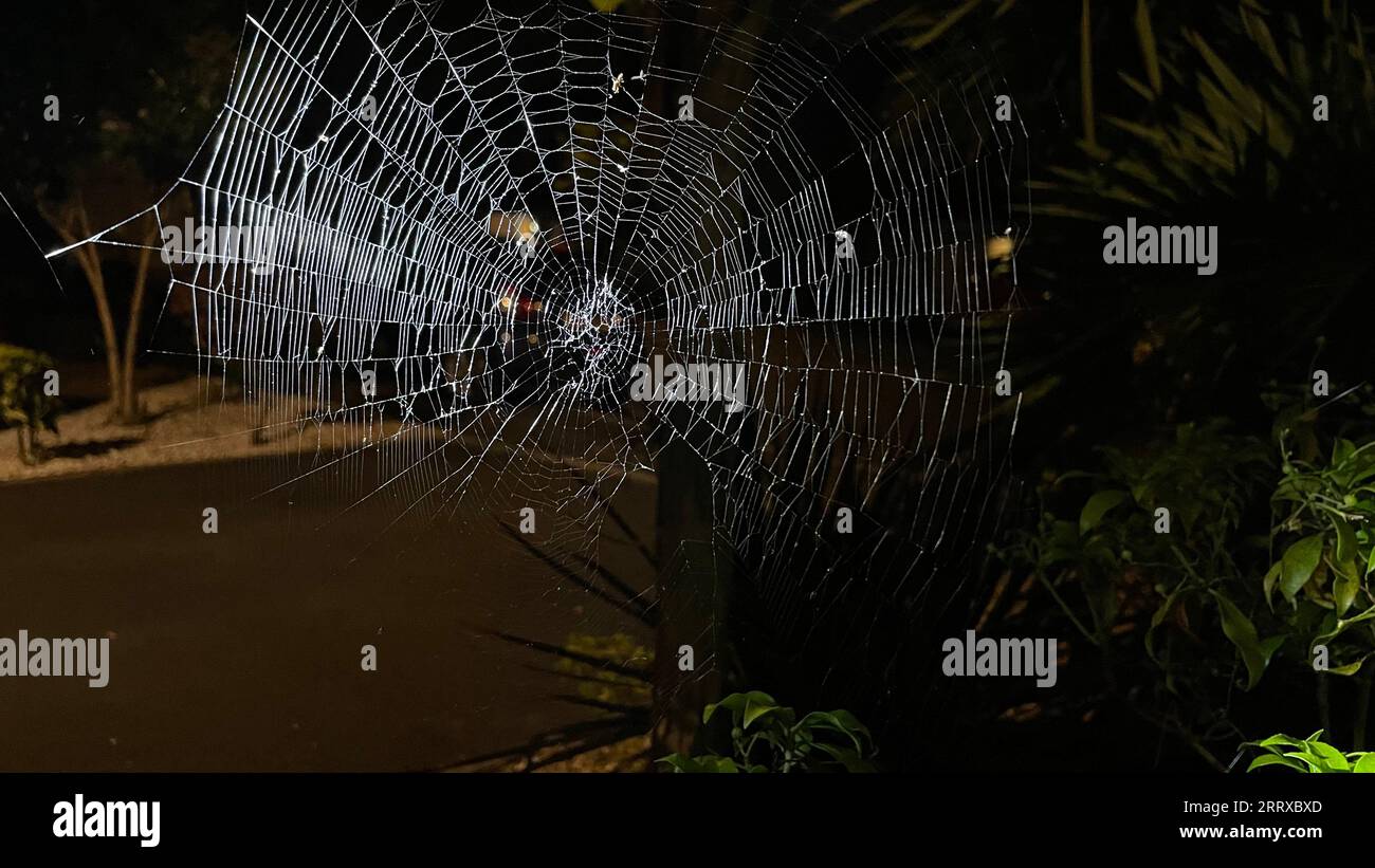 Spinnennetz Stockfoto