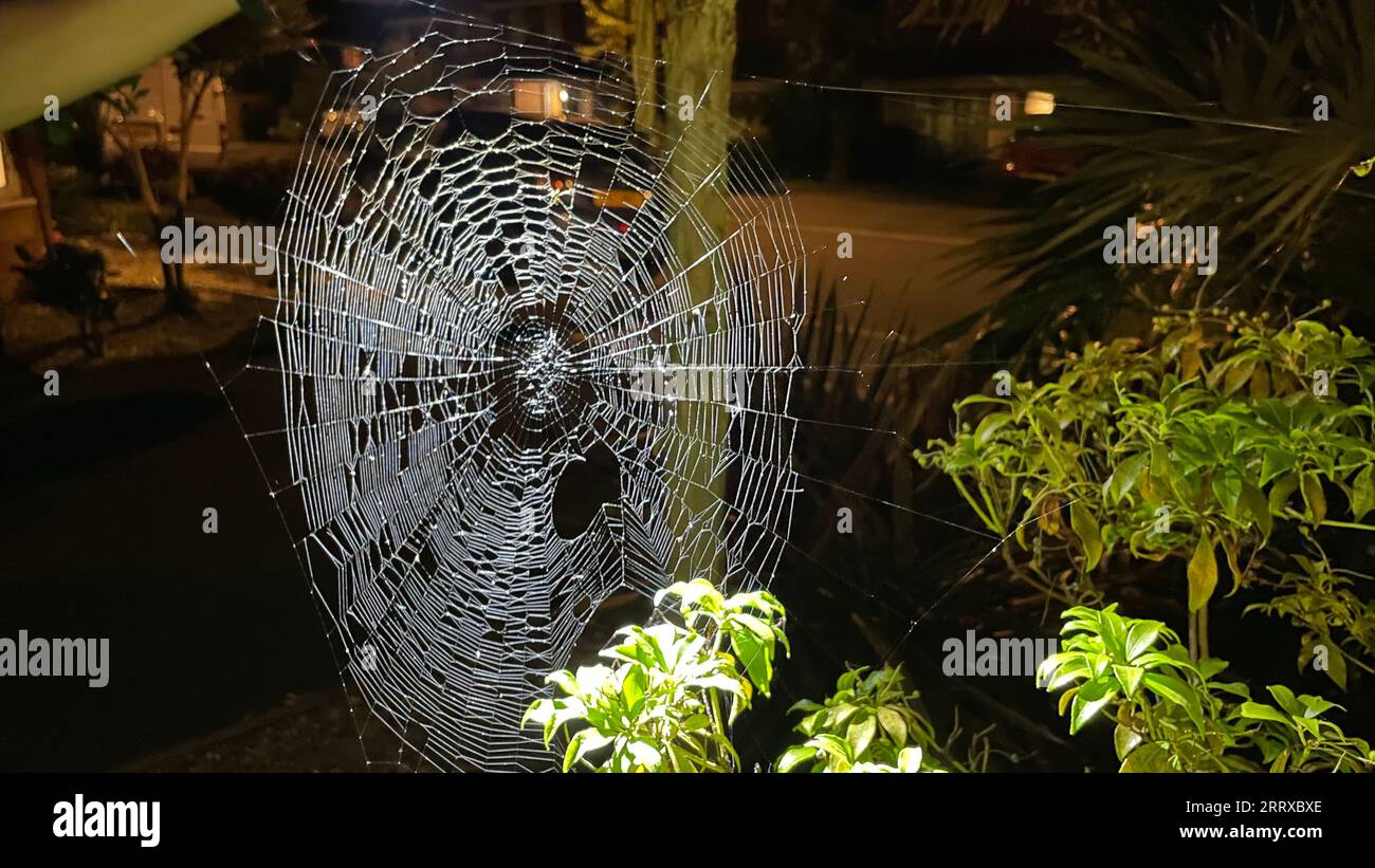 Spinnennetz Stockfoto