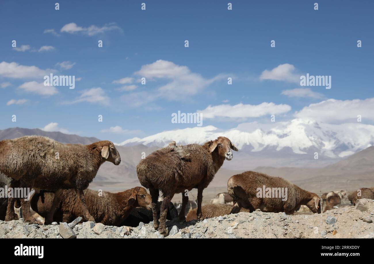 (230909) -- TAXKORGAN, 9. September 2023 (Xinhua) -- Schafe grasen am Fuße des Mount Muztagata auf dem Pamir-Plateau, nordwestchinesische autonome Region Xinjiang Uygur, 6. September 2023. (Xinhua/Cheng Tingting) Stockfoto