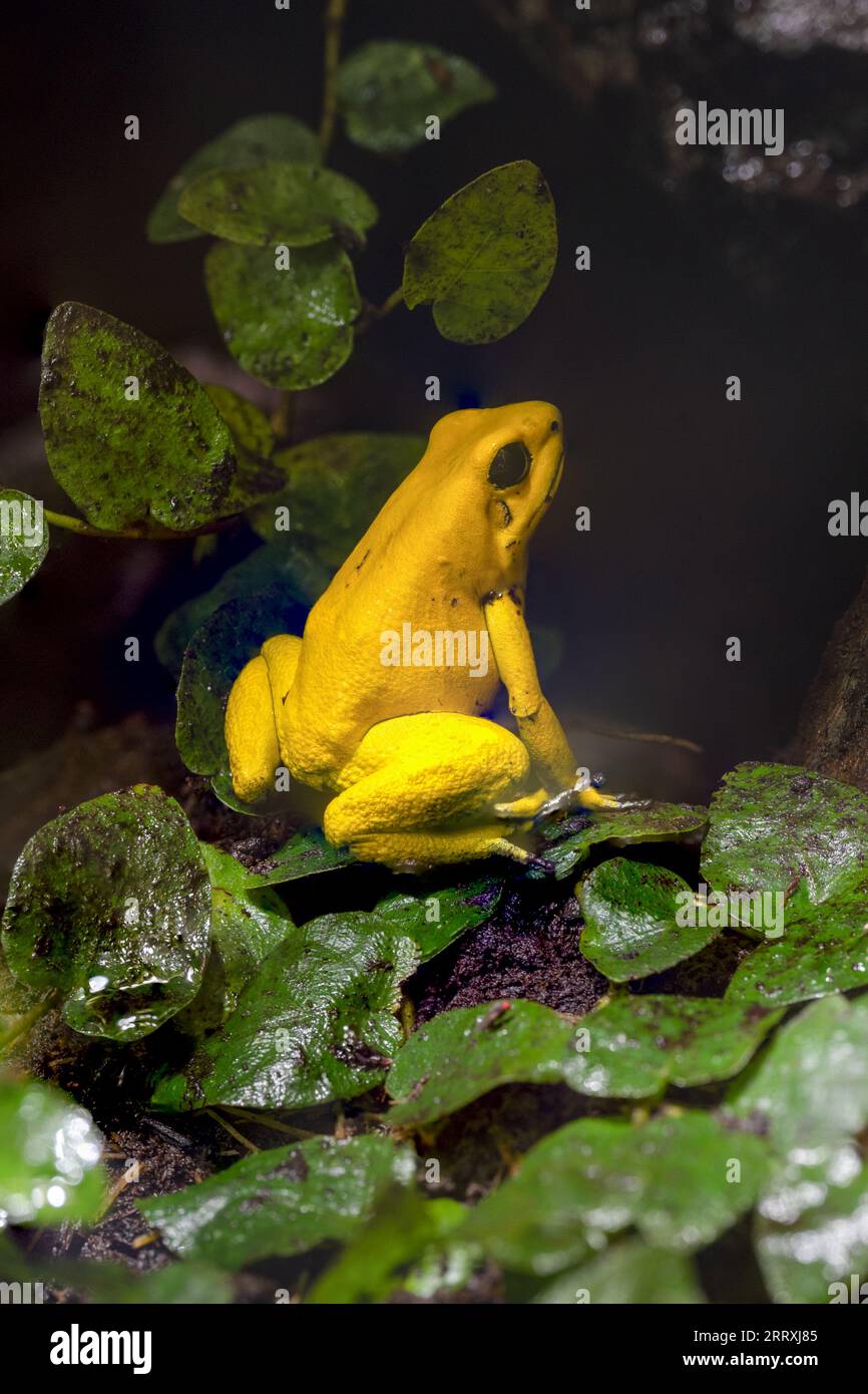Goldener Giftpfeilfrosch (Phyllobates terribilis). Tropischer Frosch, der in Südamerika lebt. Stockfoto