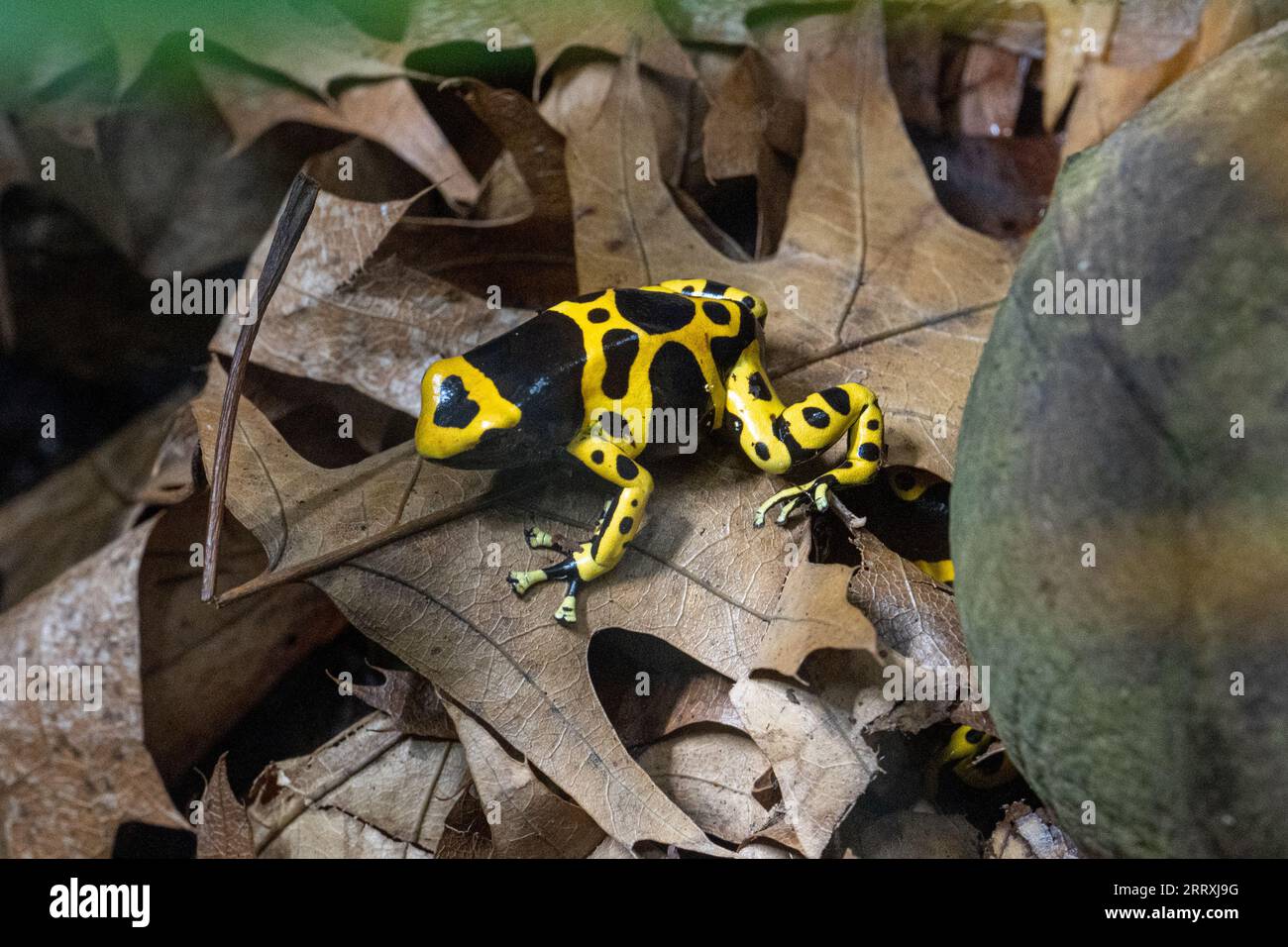 Gelb gebänderter Giftpfeilfrosch oder gelbköpfiger Giftpfeilfrosch (Dendrobates leucomelas). Tropischer Frosch, der in Südamerika lebt. Stockfoto