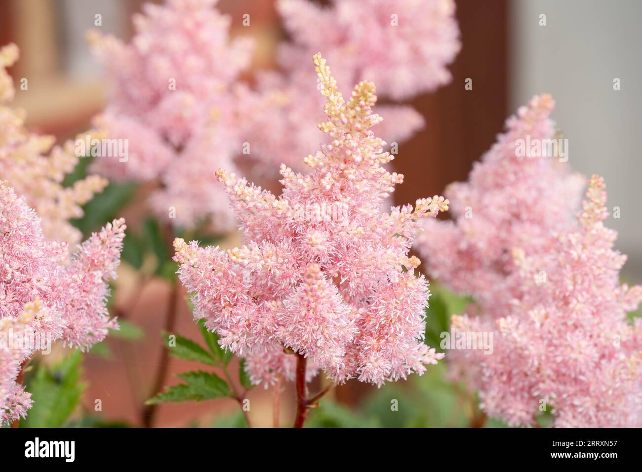 Nahaufnahme des wunderschönen Astilbe chinensis, allgemein bekannt als falscher Ziegenbart, hoher Falschbockbart oder chinesischer astilbe Stockfoto