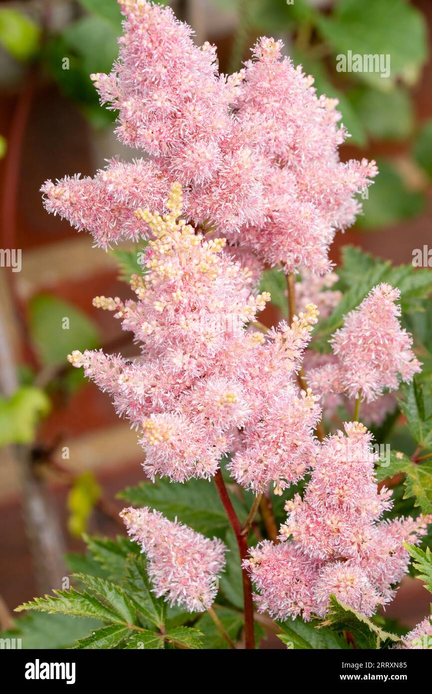 Nahaufnahme des wunderschönen Astilbe chinensis, allgemein bekannt als falscher Ziegenbart, hoher Falschbockbart oder chinesischer astilbe Stockfoto