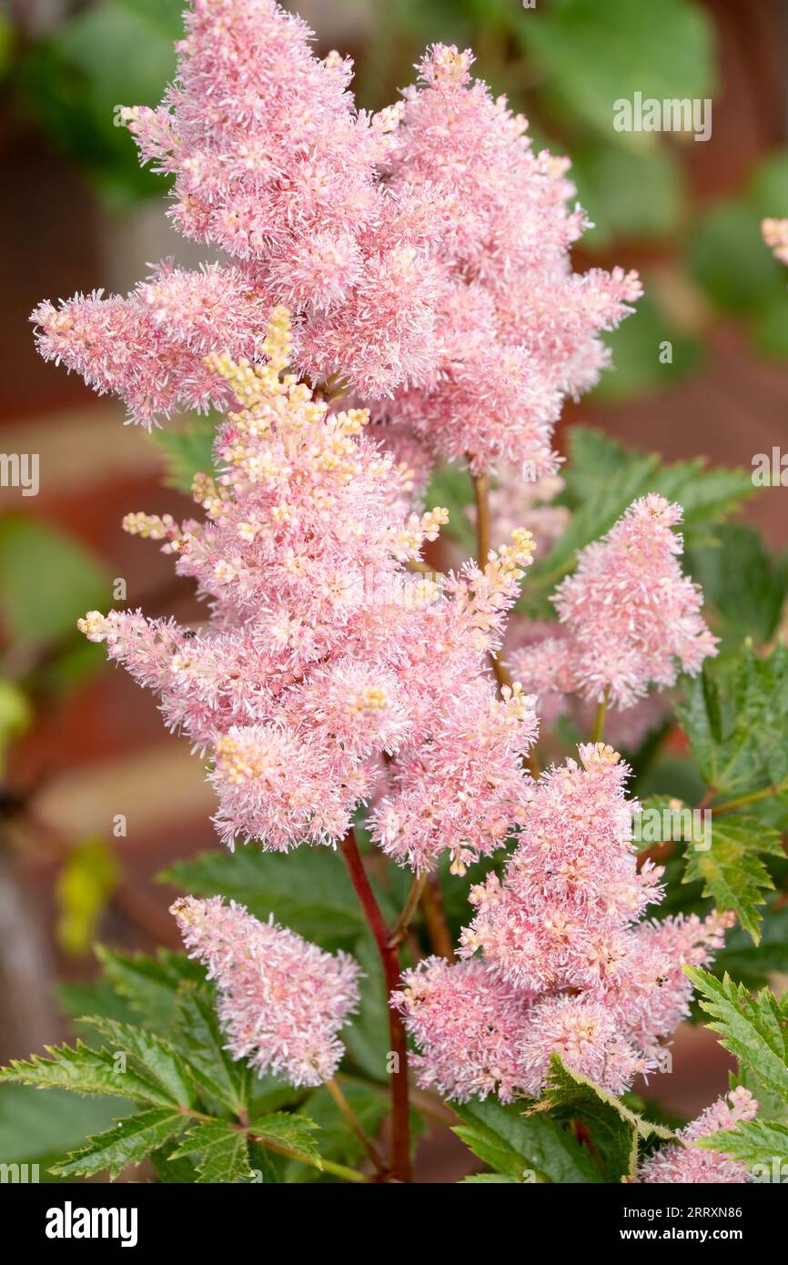 Nahaufnahme des wunderschönen Astilbe chinensis, allgemein bekannt als falscher Ziegenbart, hoher Falschbockbart oder chinesischer astilbe Stockfoto