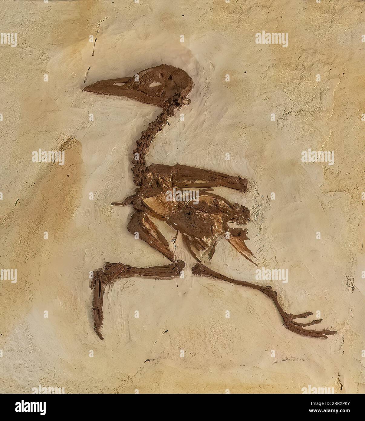 Uralter Fossil Bird, Primobucco mcgrewi, eozän, 52MYO, Fossil Butte National Monument, Wyoming Stockfoto