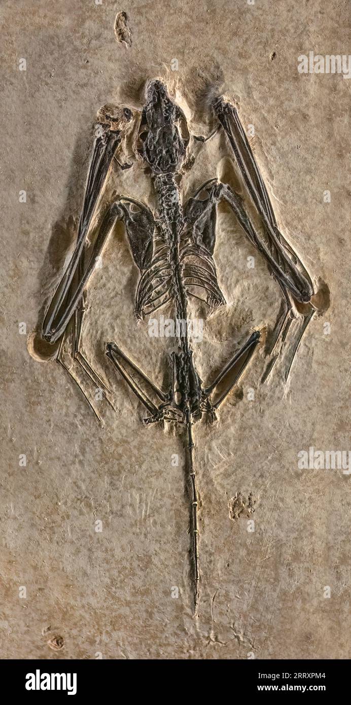 Fossil bat, Icaronycteris Index, Early Eocene, 52MYO, Fossil Butte National Monument, Wyoming Stockfoto