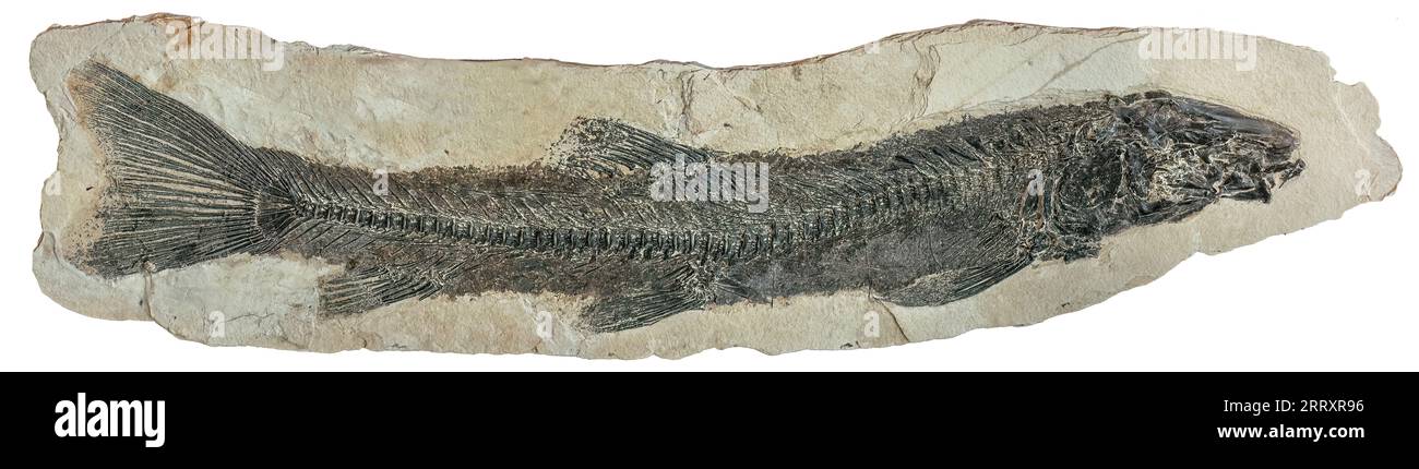 Fossilized Beaked Sandfish, Notogoneus osculus, Early Eocene, 52 MYO, Fossil Butte National Monument, Wyoming Stockfoto