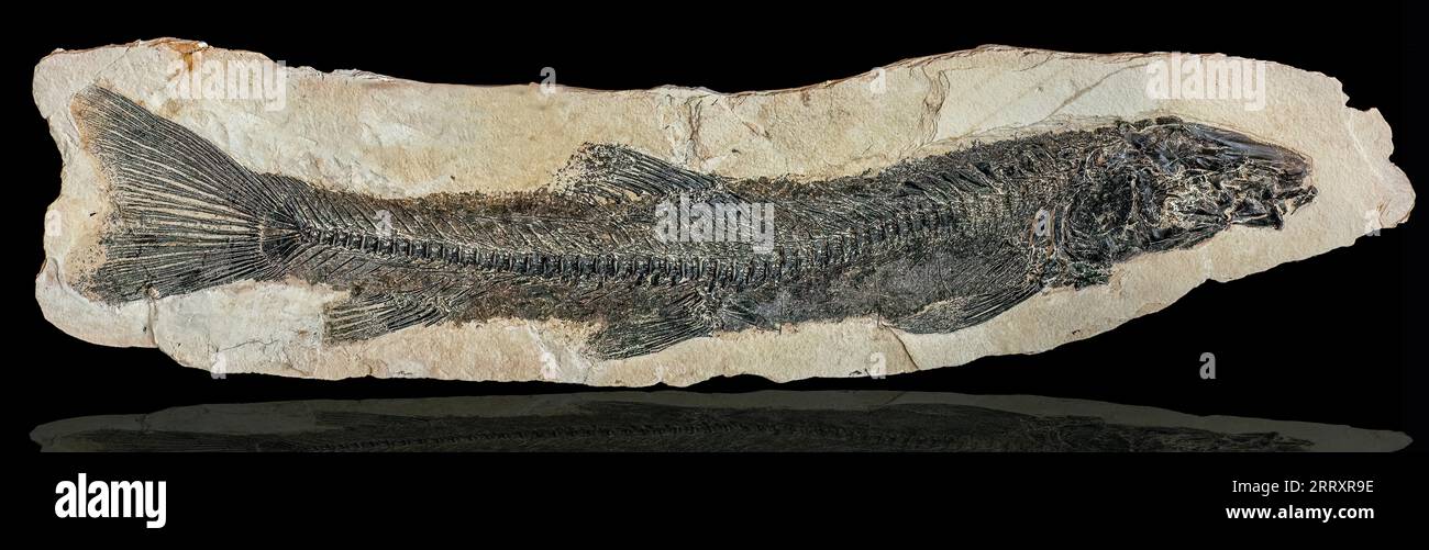 Fossilized Beaked Sandfish, Notogoneus osculus, Early Eocene, 52 MYO, Fossil Butte National Monument, Wyoming Stockfoto