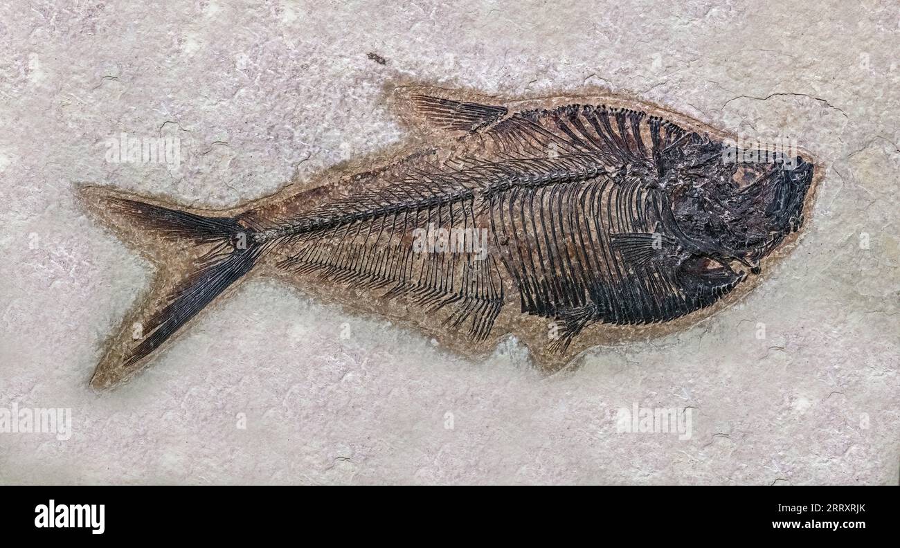 Primative Fossil Herring, Diplomystus dentatus, Early Eocene, 52 MYO Fossil Butte National Monument, Wyoming Stockfoto