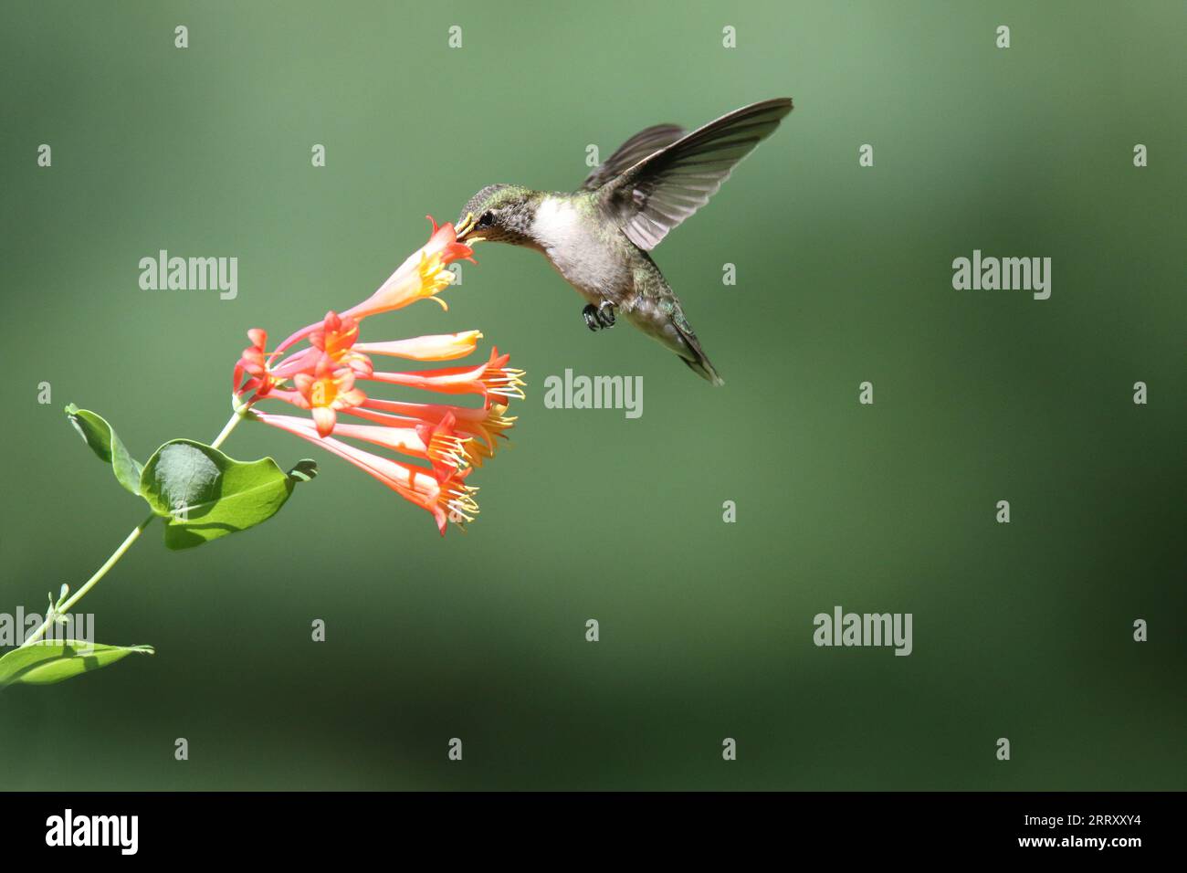 Rubinhaltiger Kolibri ernährt sich im Sommer von Geißblatt-Blüten Stockfoto