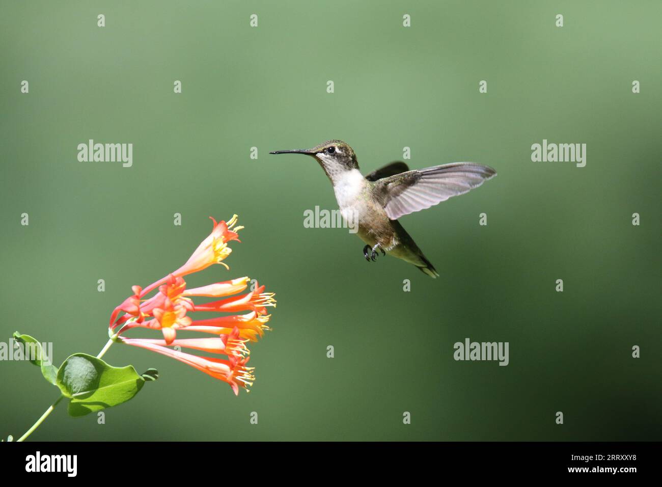 Rubinhaltiger Kolibri ernährt sich im Sommer von Geißblatt-Blüten Stockfoto