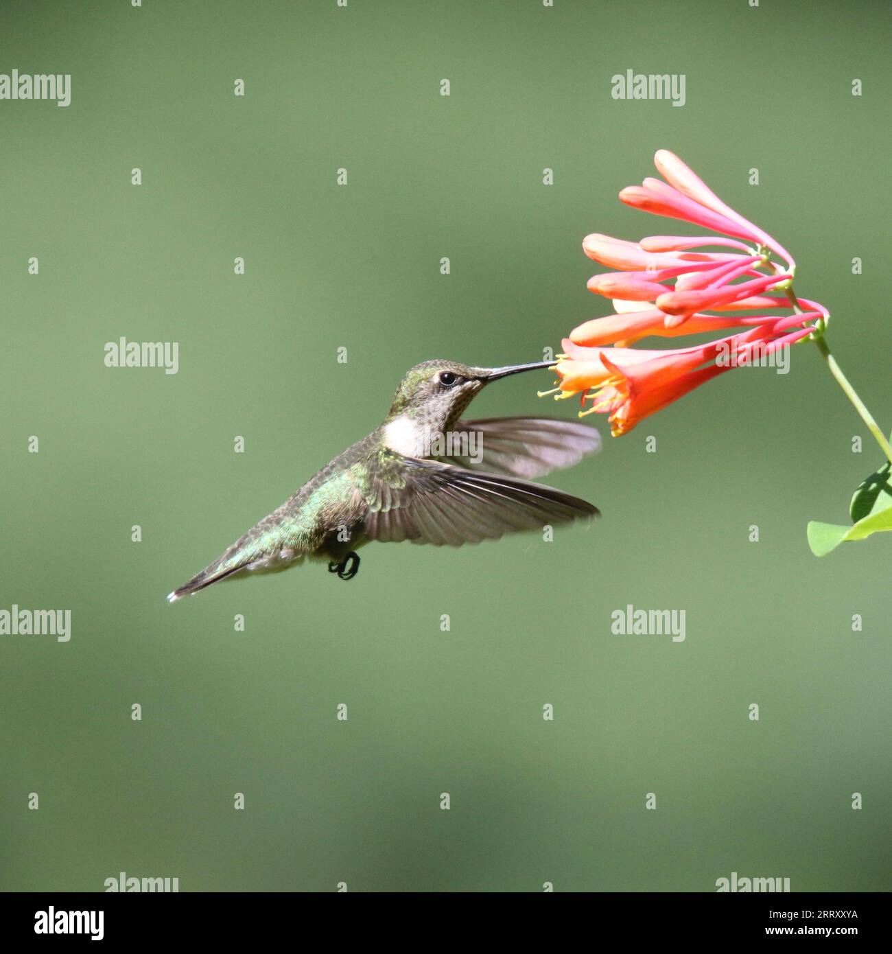 Rubinhaltiger Kolibri ernährt sich im Sommer von Geißblatt-Blüten Stockfoto