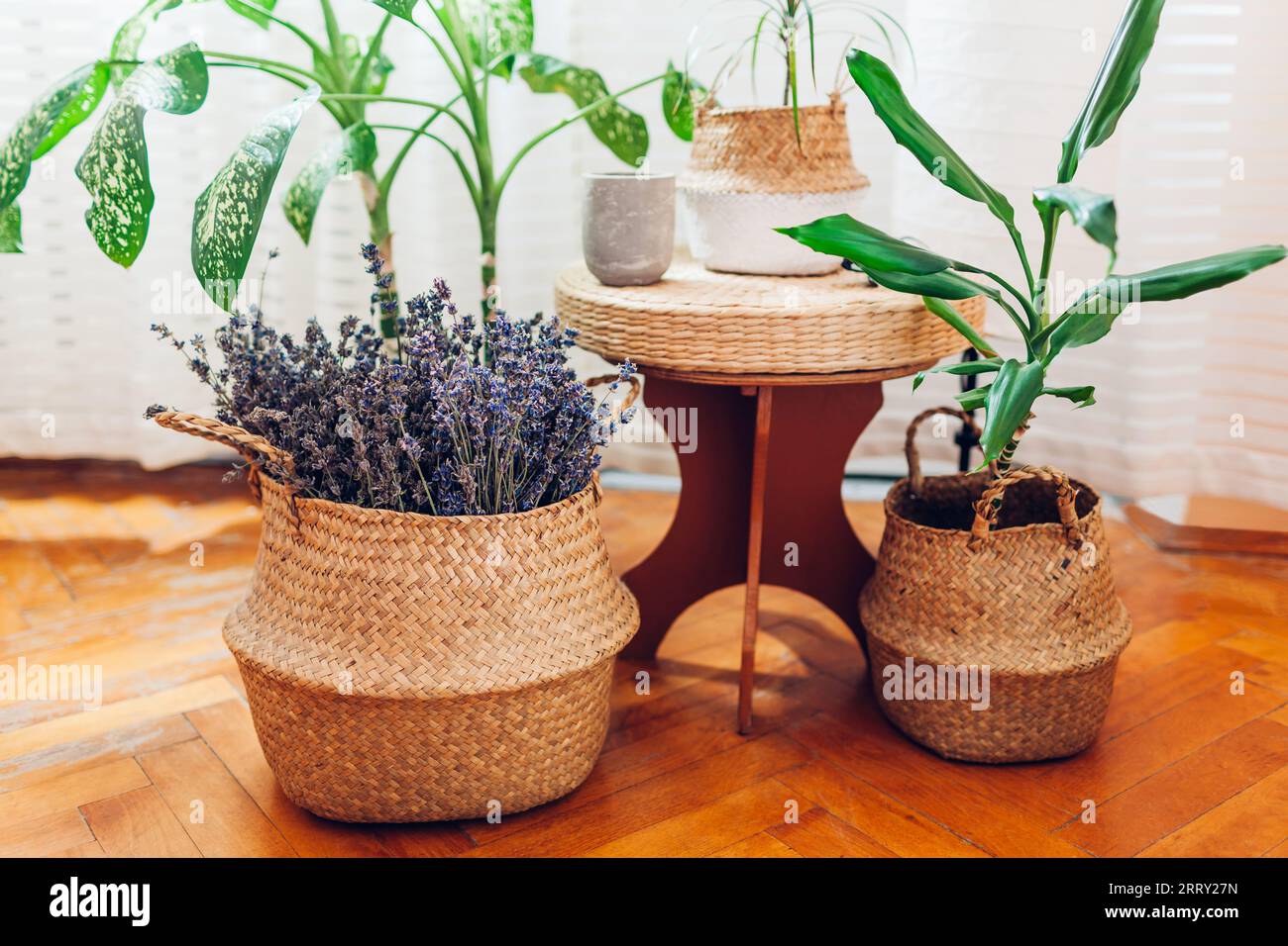 Korb aus Weidenstroh, der als Blumentopf für Zimmerpflanzen auf Rattan-Pads verwendet wird. Einrichtung im Boho-Stil. Moderne Öko-Naturmöbel. Duftender Lavendel und Dose Stockfoto