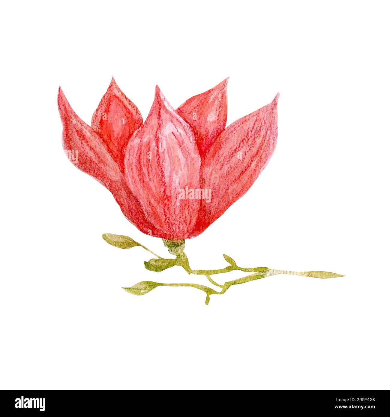 Aquarellrosa Magnolie an einem Ast. Botanische Illustration mit Blättern isoliert auf weißem Hintergrund, rosa Blumen für Karten, Hochzeitseinladungen, PA Stockfoto