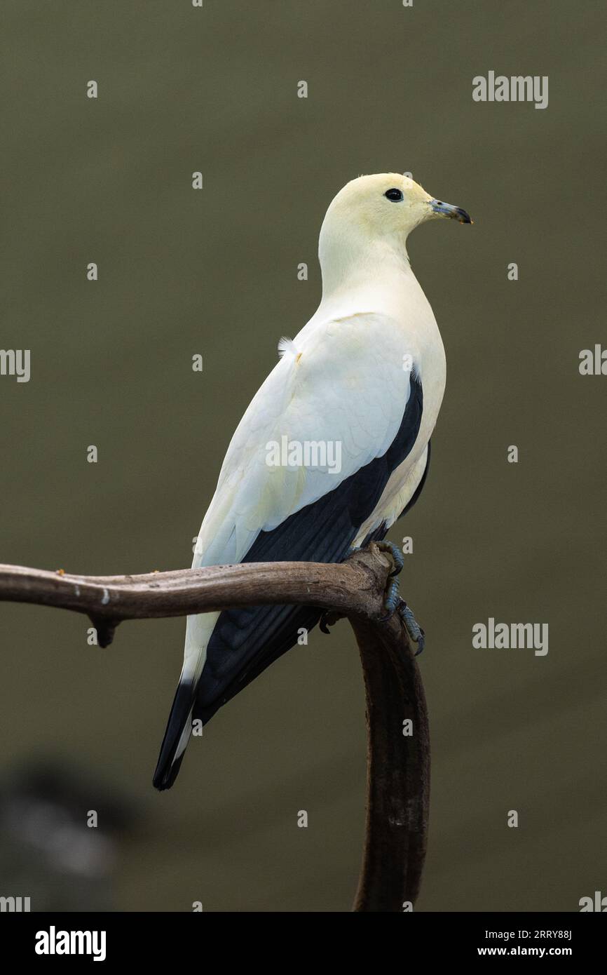 Pied Imperial Pigeon (Ducula bicolor), erwachsen, sitzend auf einem Ast Stockfoto