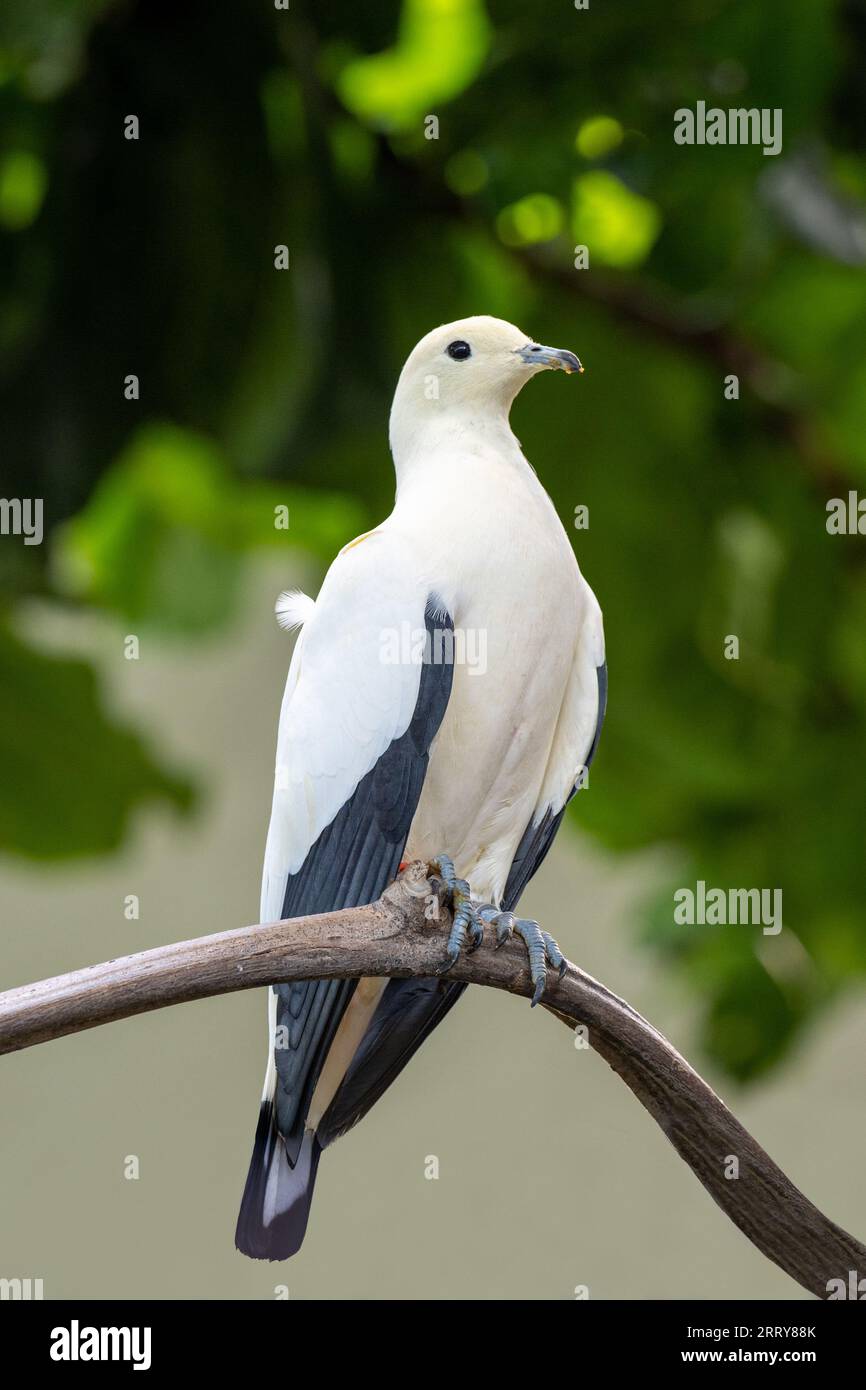 Pied Imperial Pigeon (Ducula bicolor), erwachsen, sitzend auf einem Ast Stockfoto