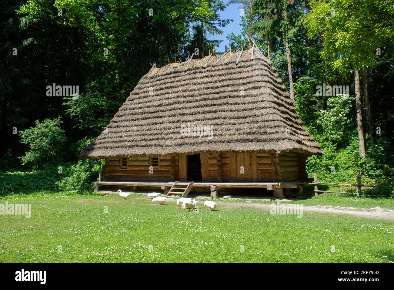 Gänse grasen auf dem Gras in der Nähe eines Holzhauses im Wald Stockfoto
