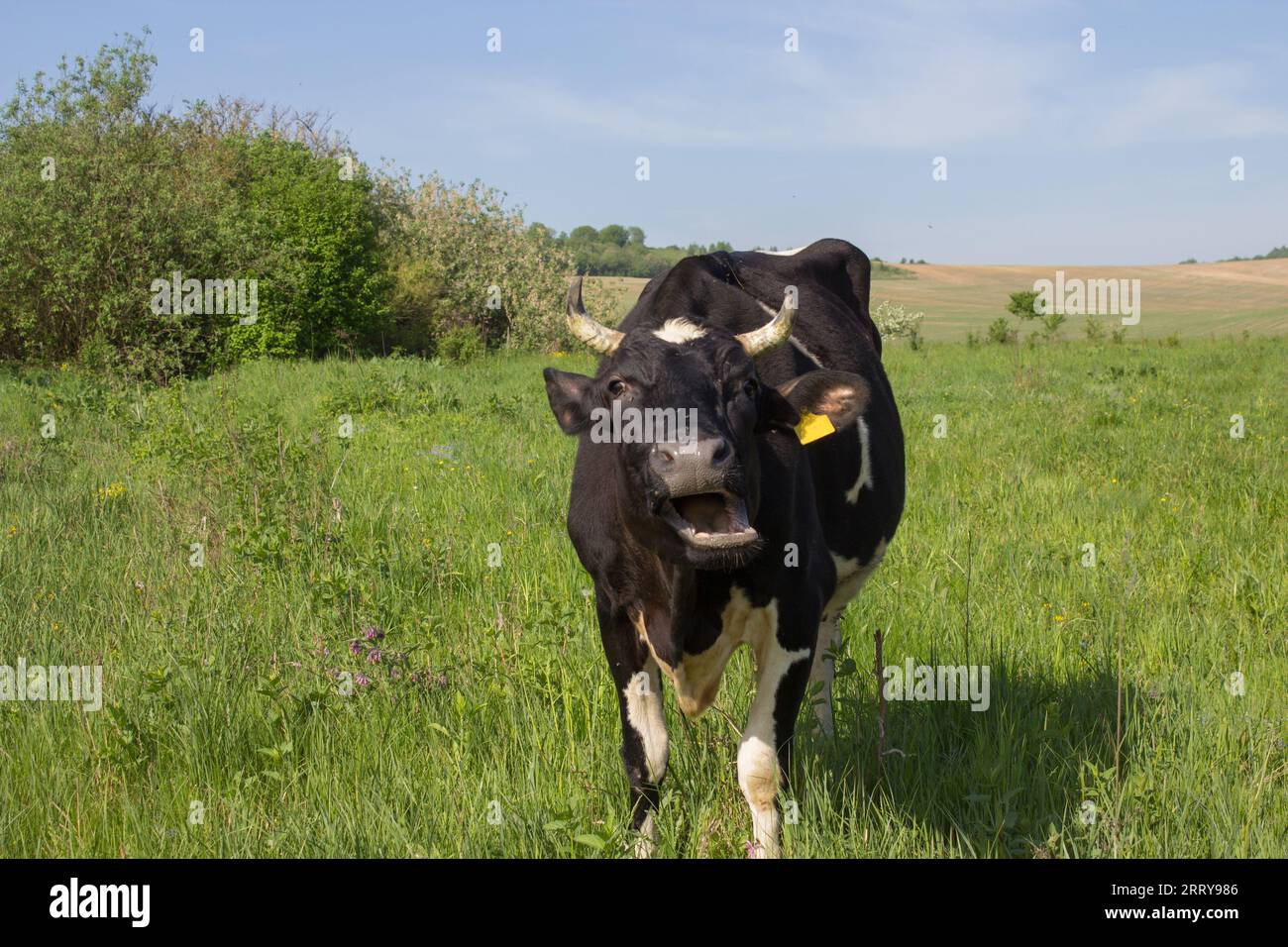 Auf der Weide brüllte die schwarz-weiße Kuh und öffnete den Mund Stockfoto