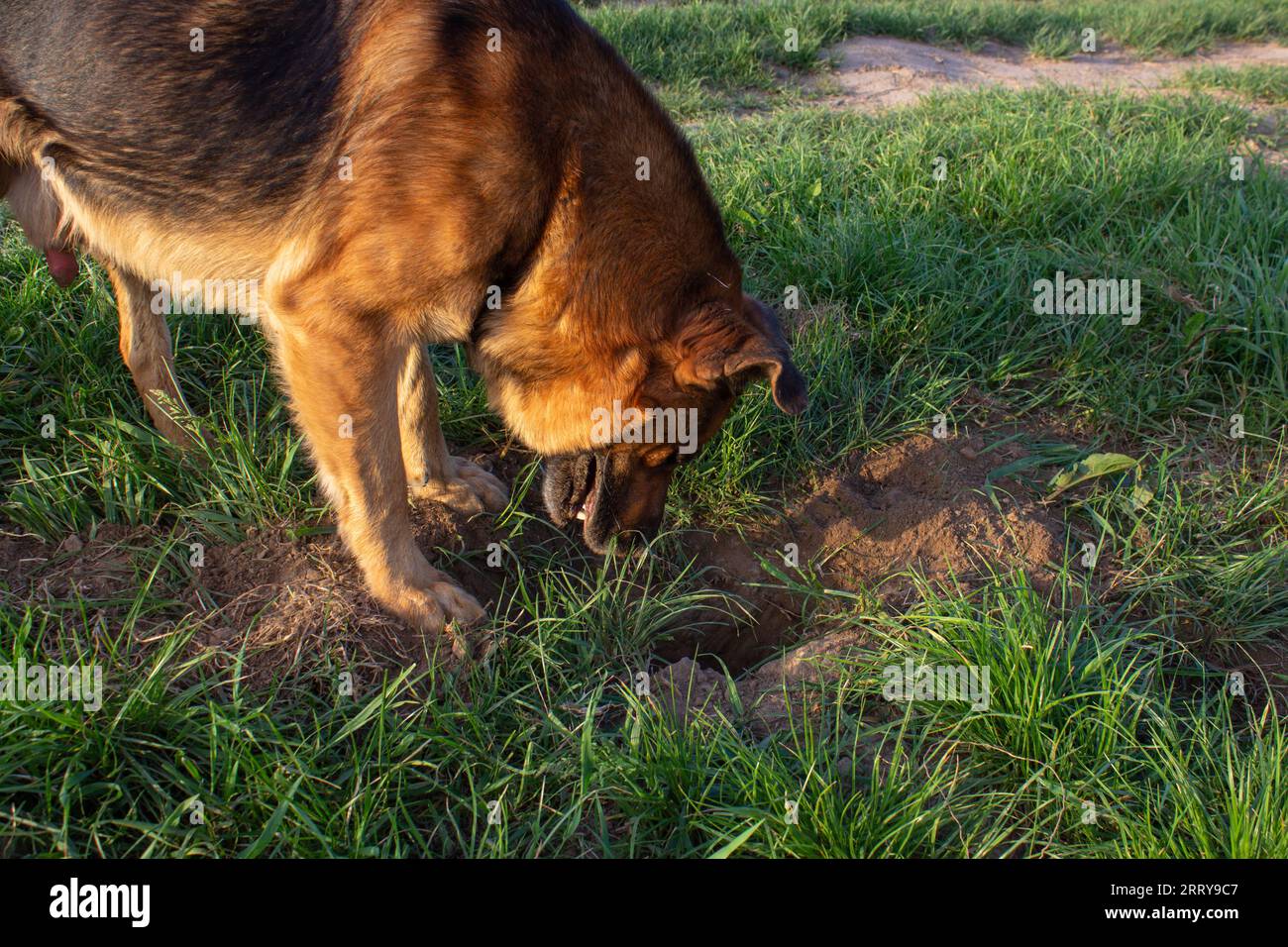 Lustiger Hund, der in der Grube nach Schätzen sucht, Hund hat ein Loch in den Rasen gegraben Stockfoto