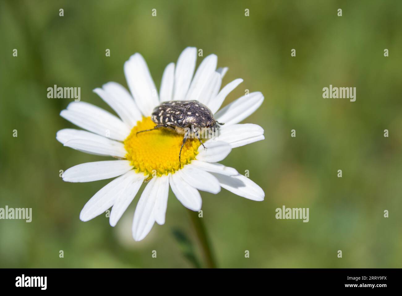 Frühlingskäfer Blumenschürfer auf der Blume frisst Pollen Stockfoto