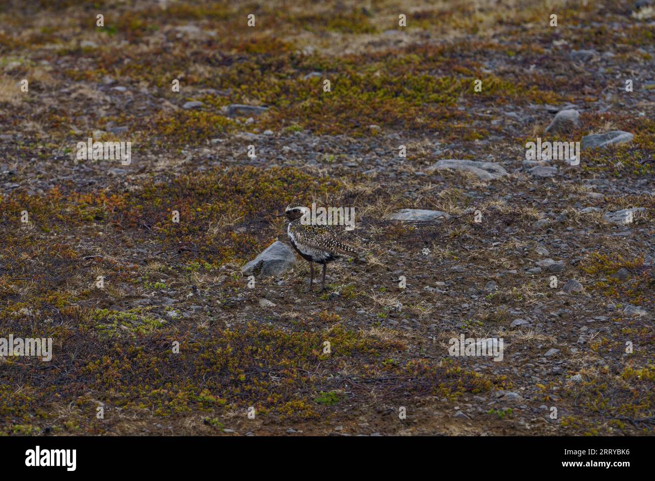 Pluvialis apricaria Familie Charadriidae Gattung pluvialis Europäischer Goldplover, Europäischer Goldplover, Eurasischer Goldplover wilder Naturvogelfotograf Stockfoto