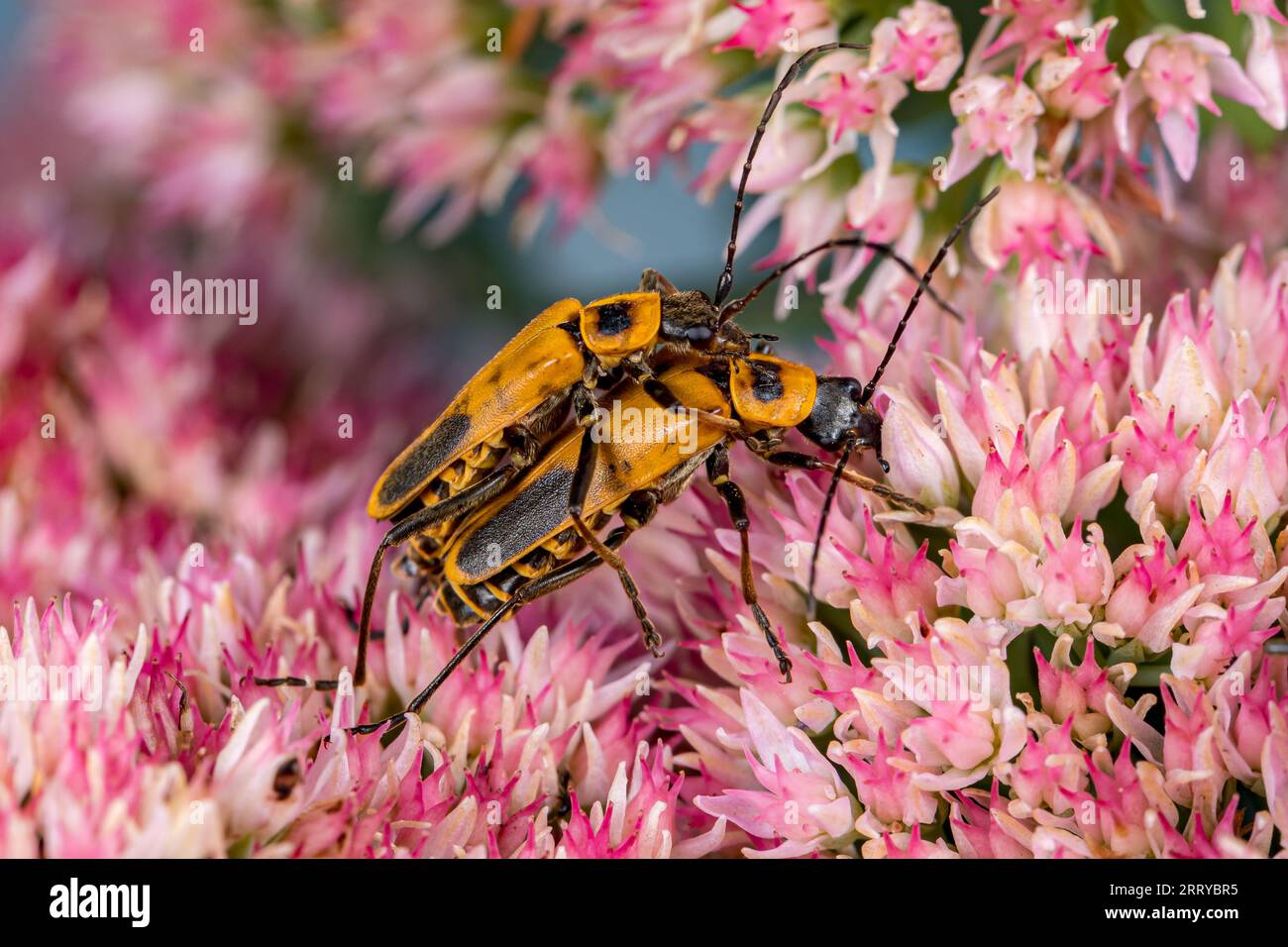 Pennsylvania Leatherwing, Goldenrod Soldier Beetle, Paarung auf Sedumblüten. Schutz von Insekten und Wildtieren, Erhaltung von Lebensräumen und Herde im Hinterhof Stockfoto