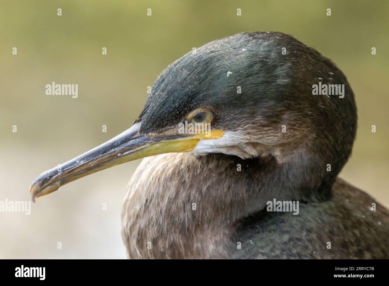 Shag, großer Seevögel, Nahaufnahme mit Schnabel und Augenportrait mit natürlichem Meereshintergrund, der sich im Sonnenschein auf den Stufen eines Hafens ruht Stockfoto