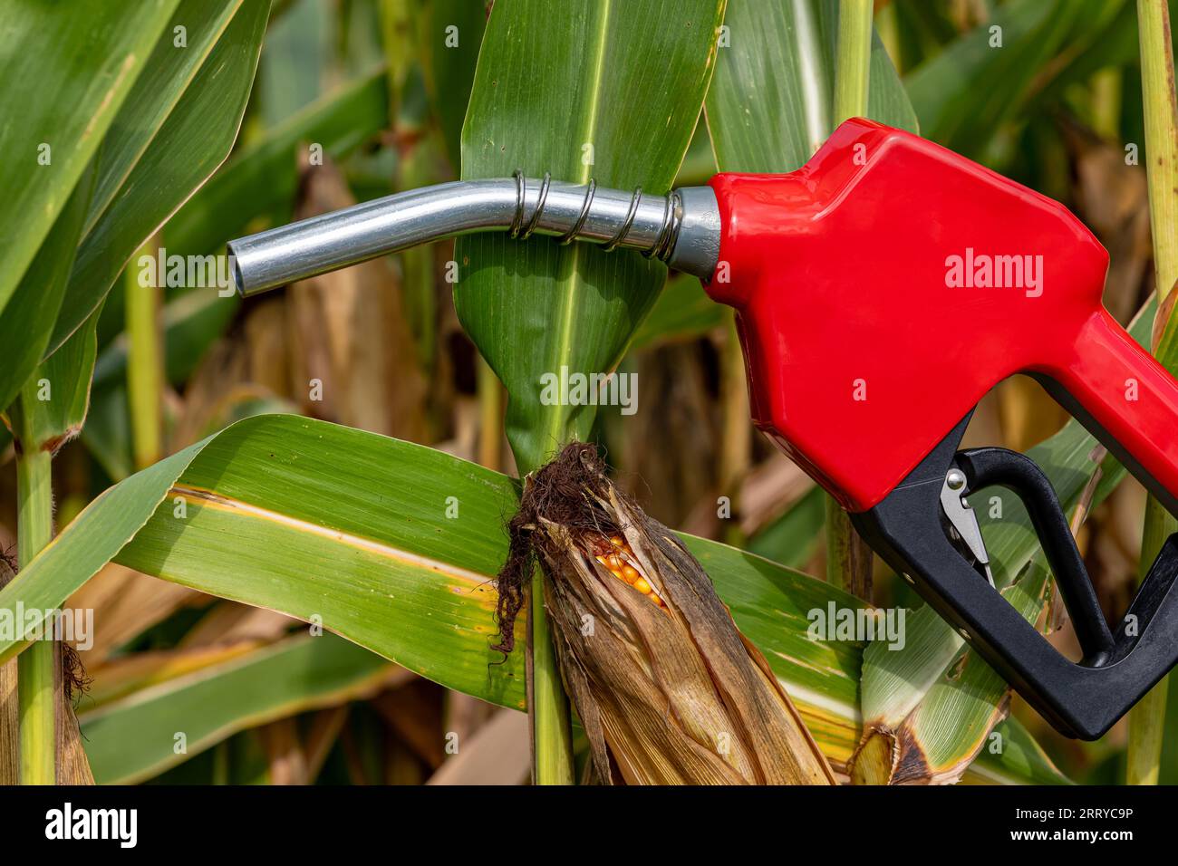 Ethanolbenzin-Kraftstoffdüse mit Maiskolben im Maisfeld. Konzept der Beimischung von Biokraftstoffen, Landwirtschaft und Ethanol. Stockfoto