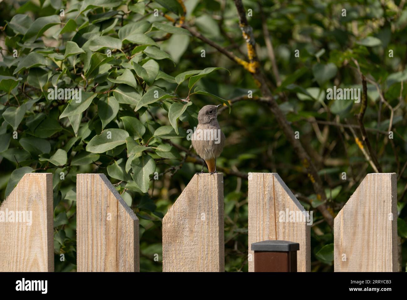 Phoenicurus ochruros Familie Muscicapidae Gattung Phoenicurus Black Redstart, Tithys Redstart, Blackstart, Black redtail Wild Nature Bird Photography, pi Stockfoto