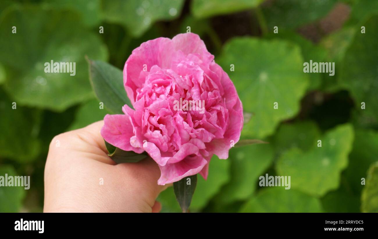 Rosa frisch geschnittene Pfingstrosenblüte auf grünem Blatthintergrund. Hochwertige Fotos Stockfoto