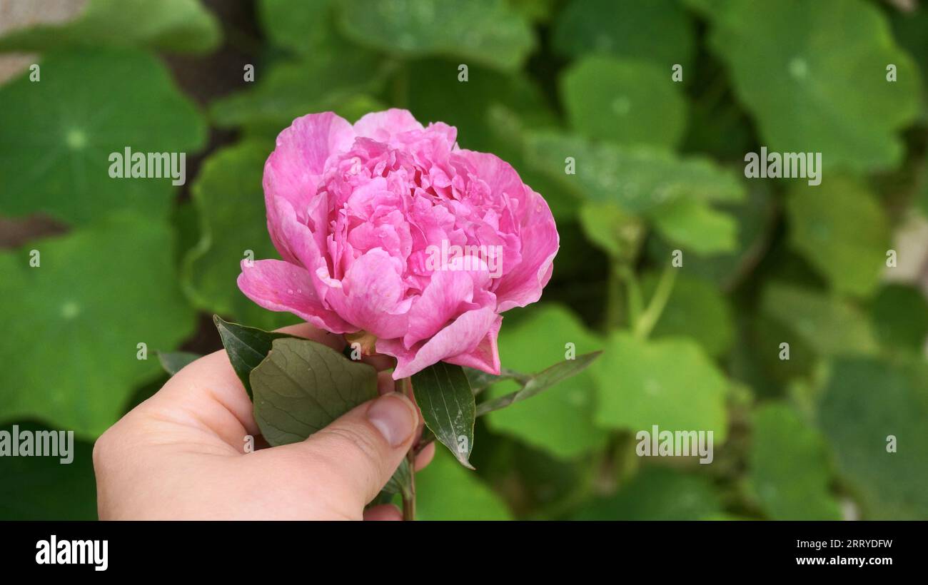 Rosa frisch geschnittene Pfingstrosenblüte auf grünem Blatthintergrund. Hochwertige Fotos Stockfoto