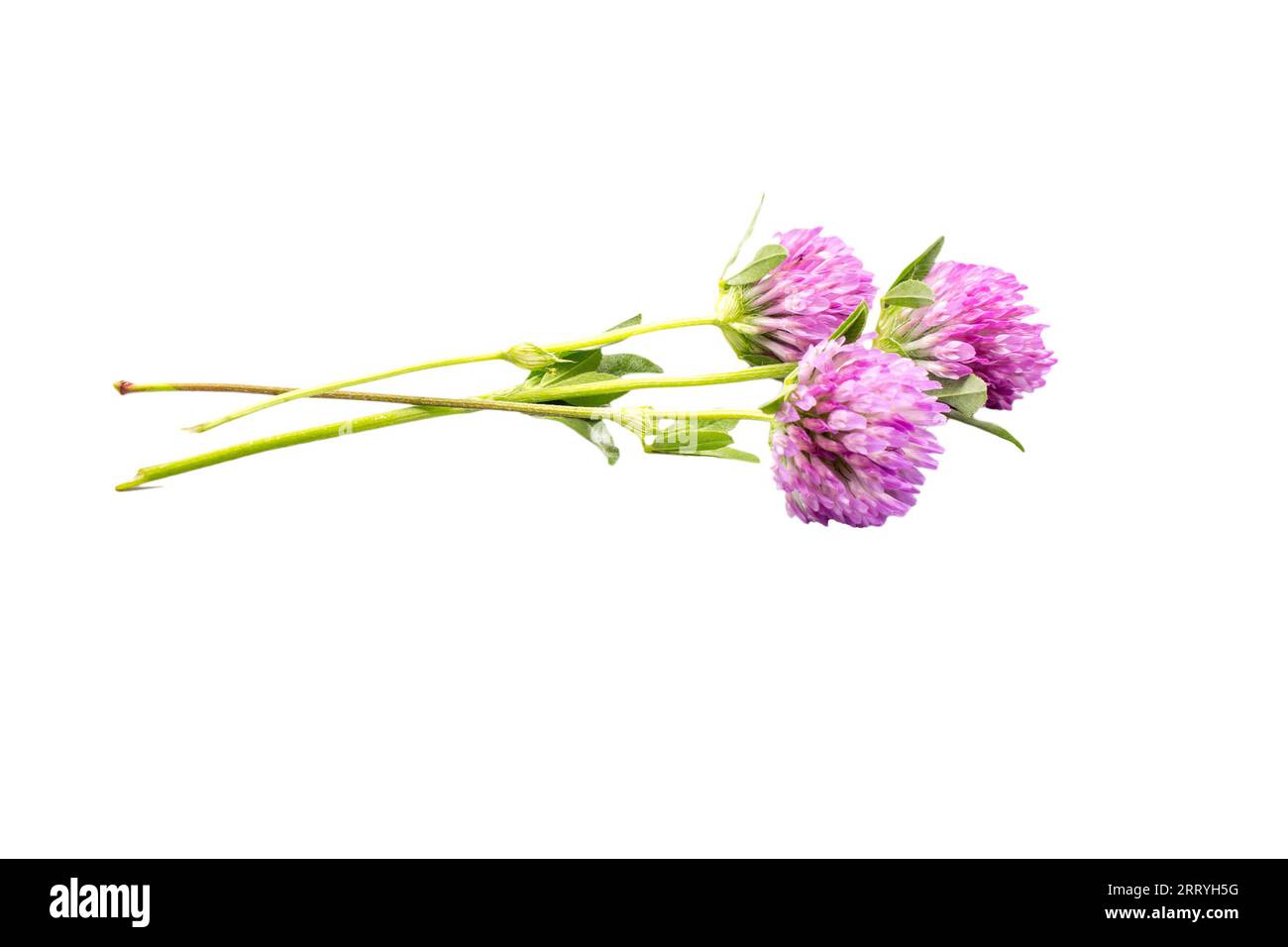 Drei Kleeblumen isoliert auf weißem Hintergrund, nützliche Wiesenblume Stockfoto