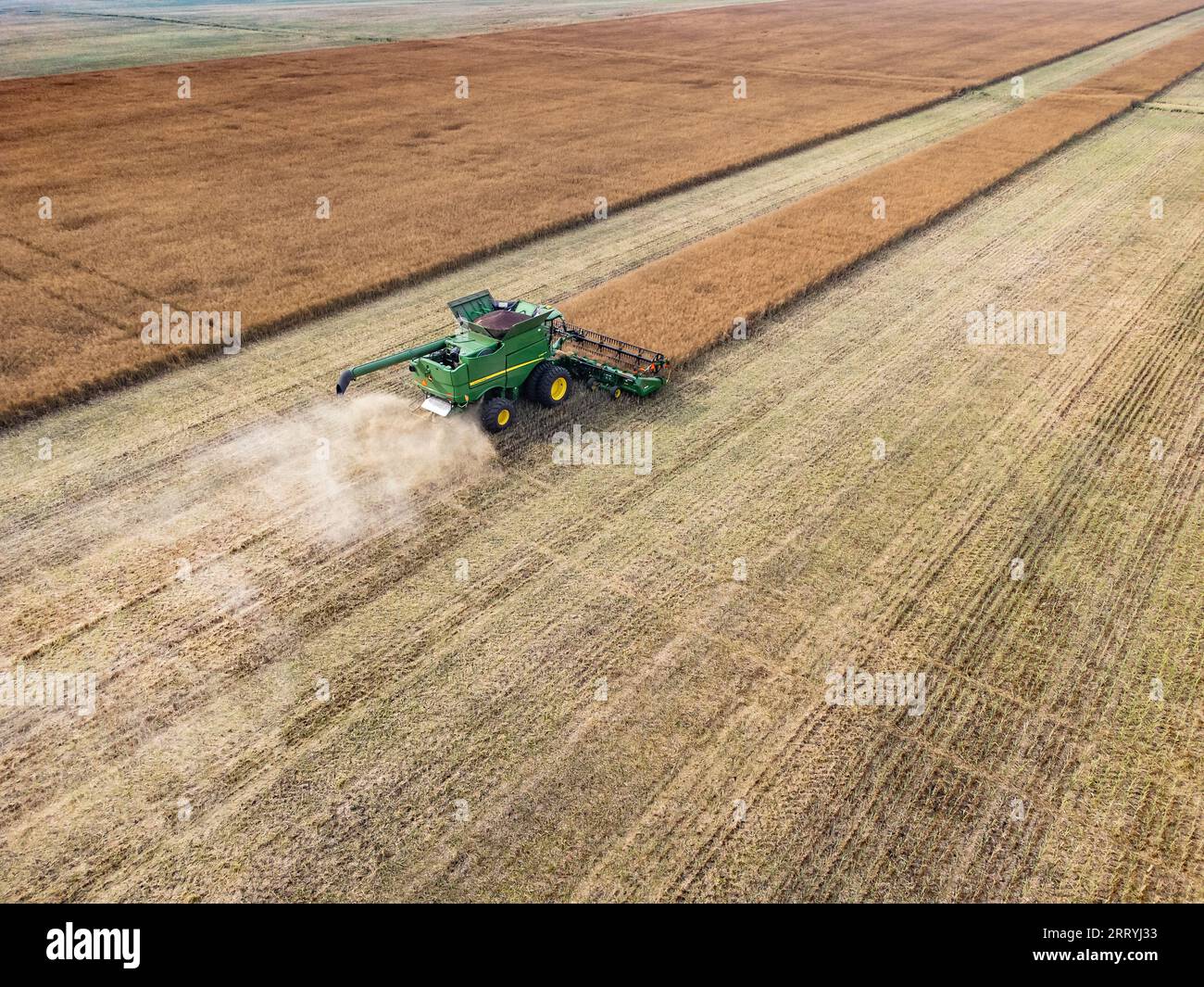 Rocky View County Alberta, 3. September 2023: Ein Mähdrescher aus der Luft erntet ein Weizenfeld mit einem Staubpfad an einem trüben Tag in den Prärien. Stockfoto