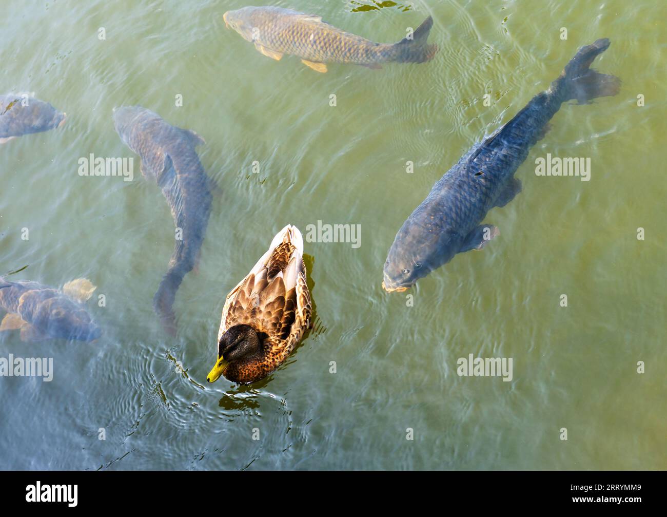 Ente und Fische im Wasser des Sees in freier Wildbahn im Sommer, Blick von oben. Tiere schwimmen im klaren Wasser. Thema Natur, Tierwelt, Umwelt und Fischerei. Stockfoto