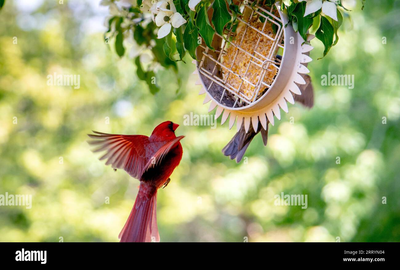 Heller männlicher Kardinal fliegt zu einem hängenden Suet Feeder in meinem Hof in Michigan, USA Stockfoto