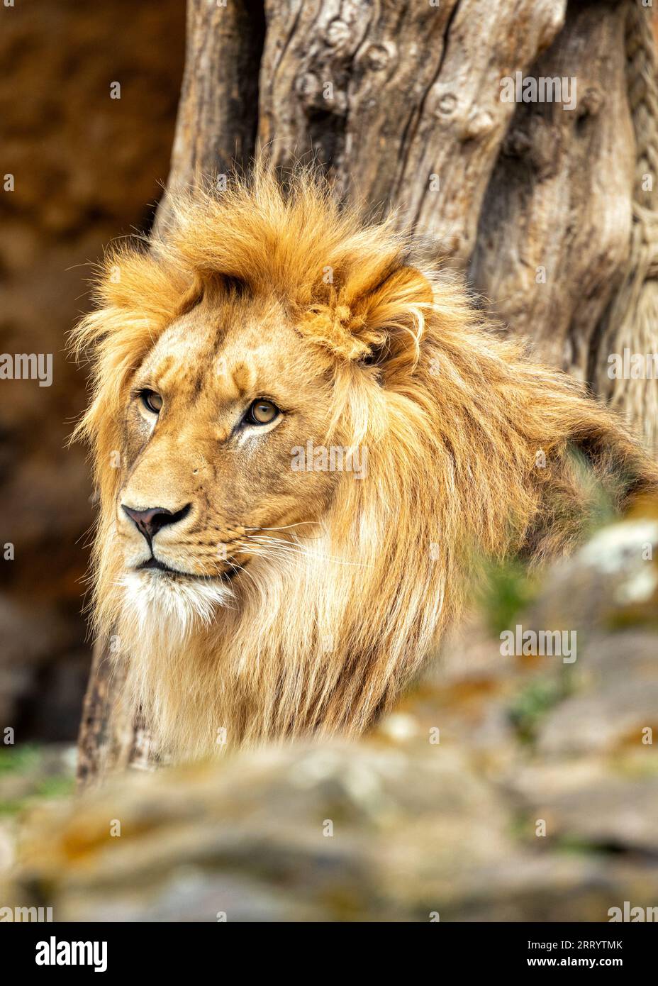 Der majestätische afrikanische Löwe Panthera leo durchstreift die afrikanische Savanne und repräsentiert die ikonische Tierwelt des Kontinents. Stockfoto