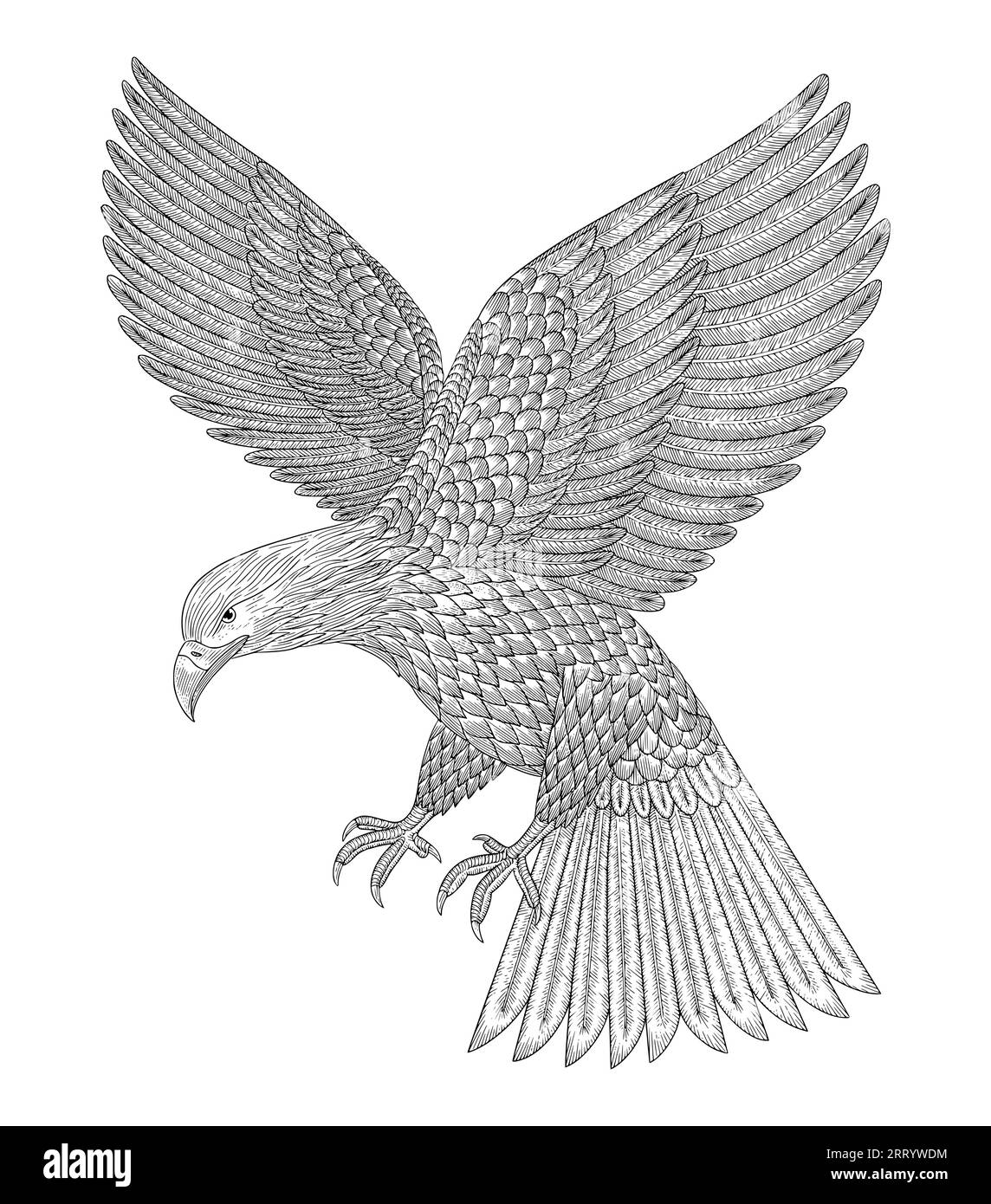 Weißkopfseeadler fliegen angreifend, Vintage-Gravurzeichnung Vektorillustration Stock Vektor