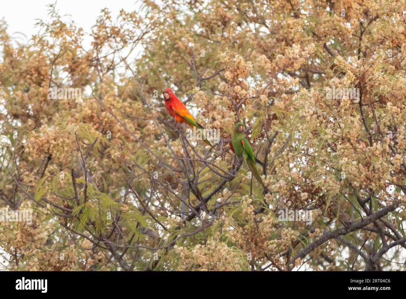 Der seltene Papagei, Sittich Brasilianisch (Psittacara leucophthalmus), bekannt als „Maracanã Sittich“ Stockfoto