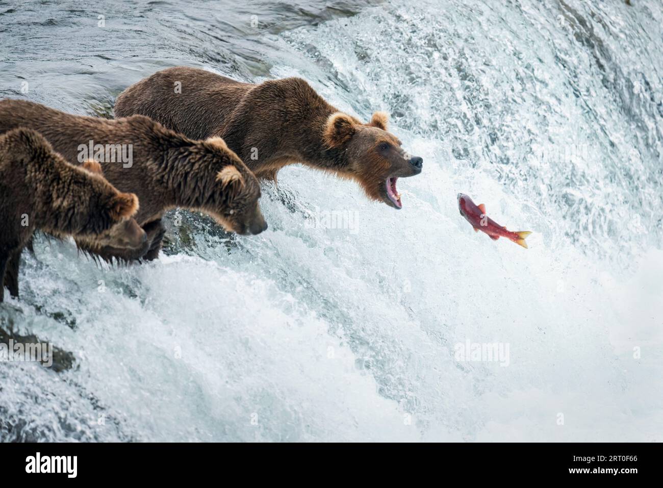Rote Sockeye Lachse springen die Brooks Falls hinauf in den offenen Mund eines Braunbären. Katmai-Nationalpark. Alaska. Stockfoto