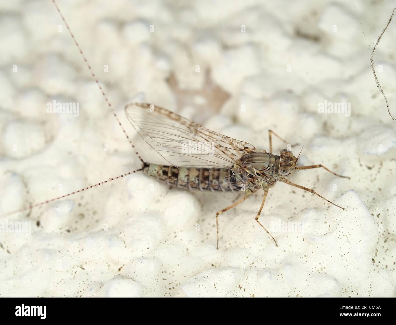 Mayfly identifiziert als Speckled Dun (Callibaetis pictus) in Kalifornien, USA - Mayfly Macro Stockfoto