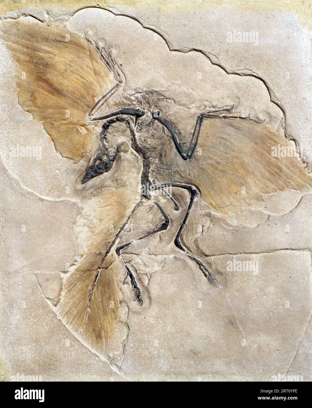 Fossil des prähistorischen Vogels Archeopteryx Stockfoto