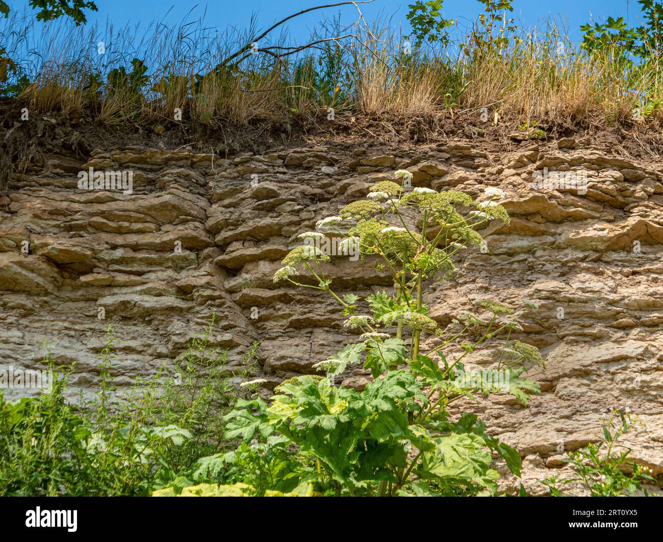 Kalksteinpflanzen: Kalziphilen (kalziphiles, kalzifizierendes Erntegut), Petrophile, xerophile Pflanzen. Kuhparsnip (Heracleum sibiricum) oder Tontaubenpflanze (H. spondylium Stockfoto