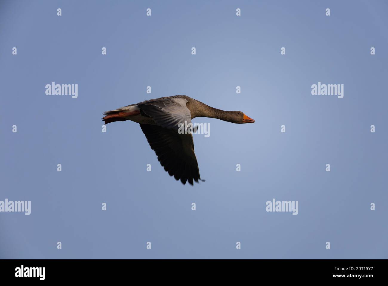 Eine Graugans im Flug Stockfoto